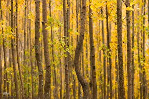 تقرير مصور | طبيعة الخريف في غابة "دالخاني" في شمال إيران