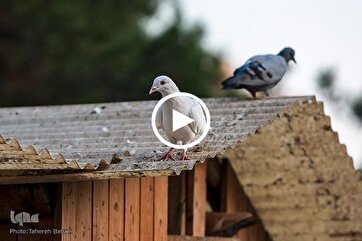 All Creatures Praising God Almighty, Scholar Says