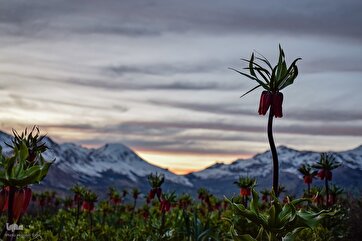 In Photos: Beauty of Crown Imperial Plain in West Iran