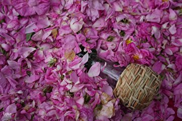 Rose Flower, Rosewater Festival in Iran’s Fars Province