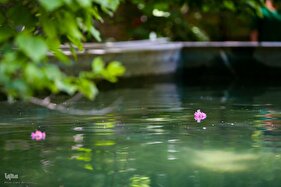 آیین کهن گلاب‌گیری در نیاسر